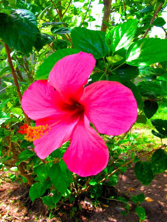 Bed and Breakfast Acqua Dive Zamboanguita  Екстер'єр фото