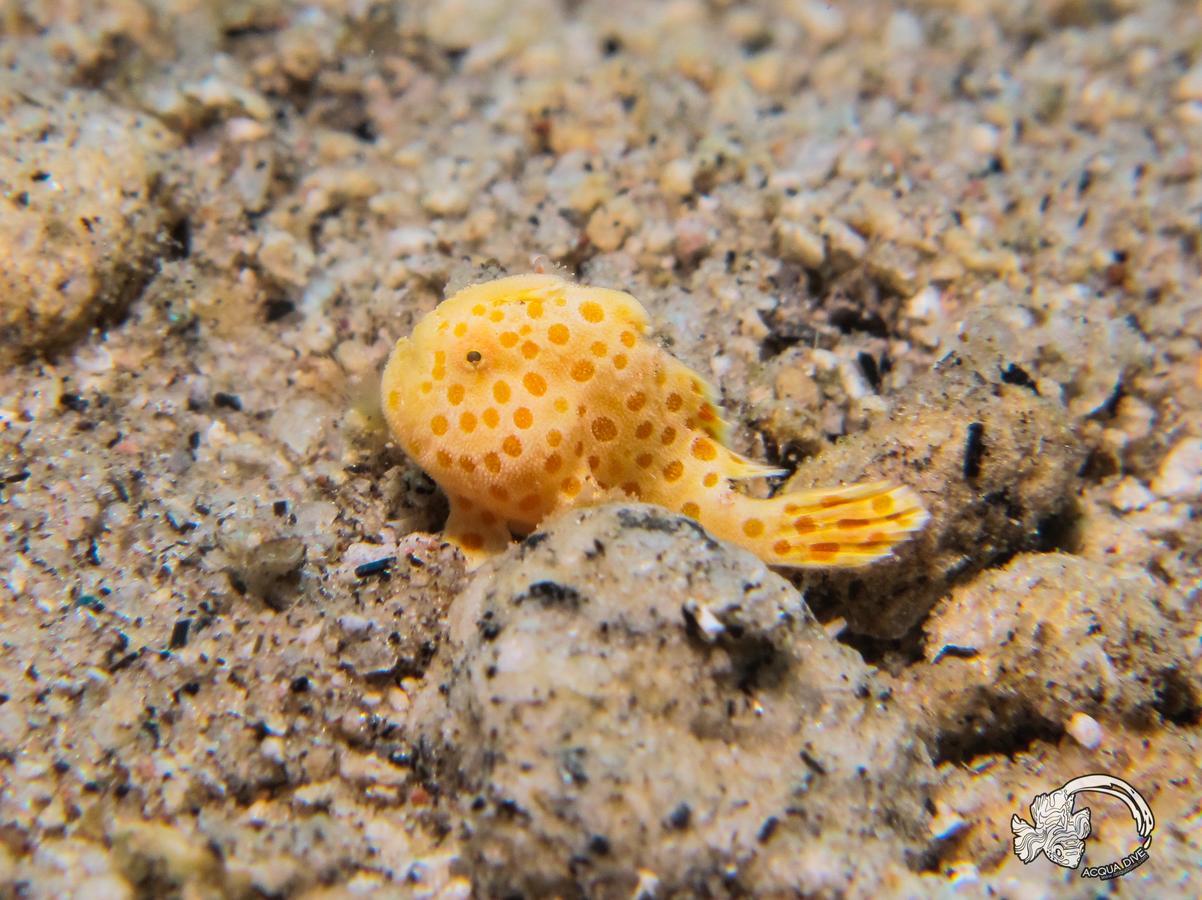 Bed and Breakfast Acqua Dive Zamboanguita  Екстер'єр фото