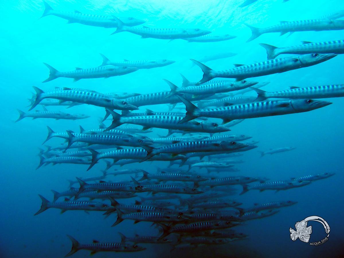 Bed and Breakfast Acqua Dive Zamboanguita  Екстер'єр фото