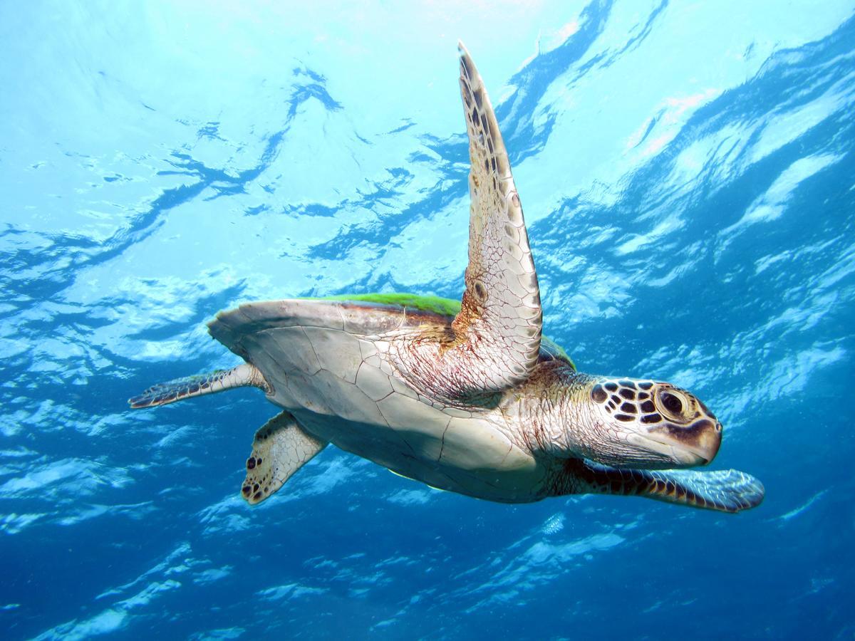 Bed and Breakfast Acqua Dive Zamboanguita  Екстер'єр фото